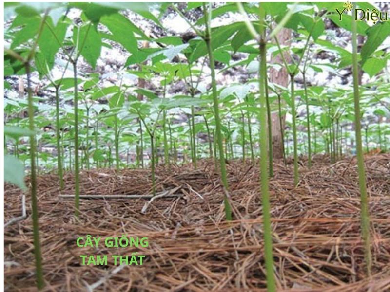 Chăm sóc cây con đúng kỹ thuật sẽ cho ra những lứa nụ tam thất như mong đợi